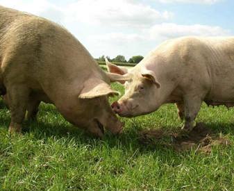 Deux cochons plein air nez à nez