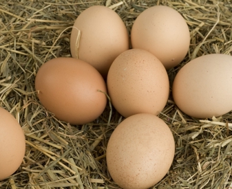 Oeufs dans de la paille