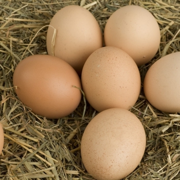 Oeufs de poules entiers sur paille.