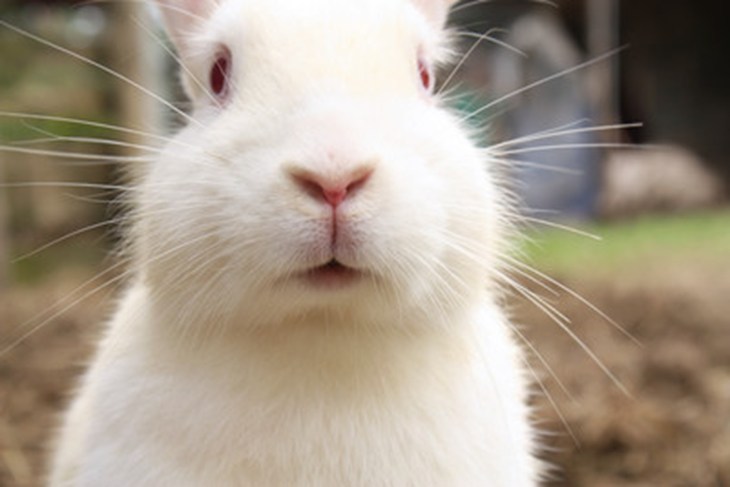 Gros plan d'un lapin blanc.