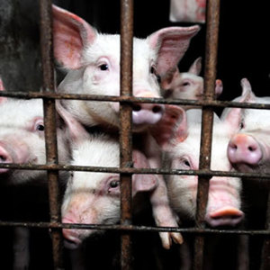 Why Ff Piglets