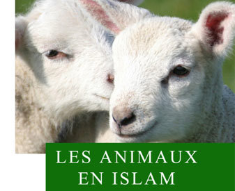 Animaux-islam