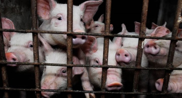 Jeunes cochons derrière des barreaux