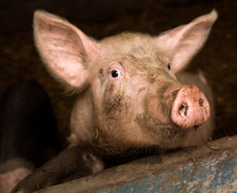 Cochon regardant au-dessus de son enclos