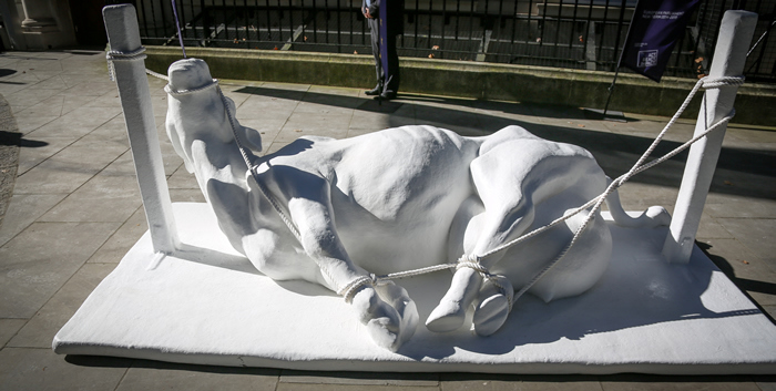 Blank cow model.jpg