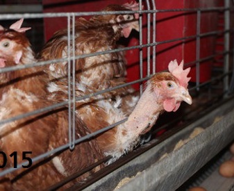 Poules cages 2015
