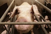 intensive-pig-farming.jpg
