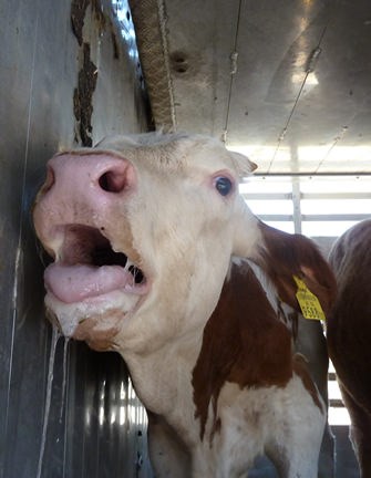 Bull suffering from heat exhaustion