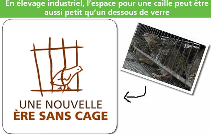 Caille dessous de verre