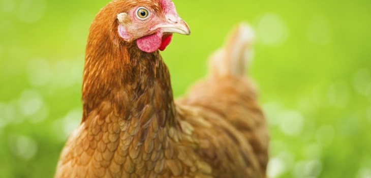 poule en plein air