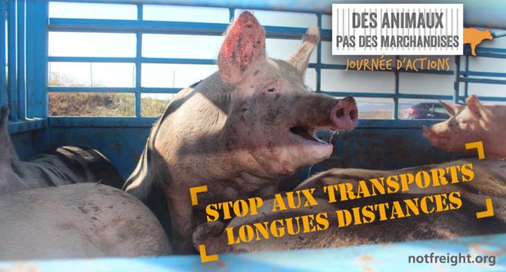Bannière Cochons - Des animaux pas des marchandises