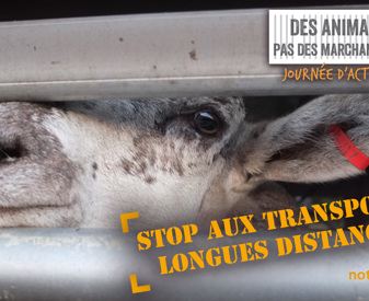 Bannière Mouton - Des animaux pas des marchandises