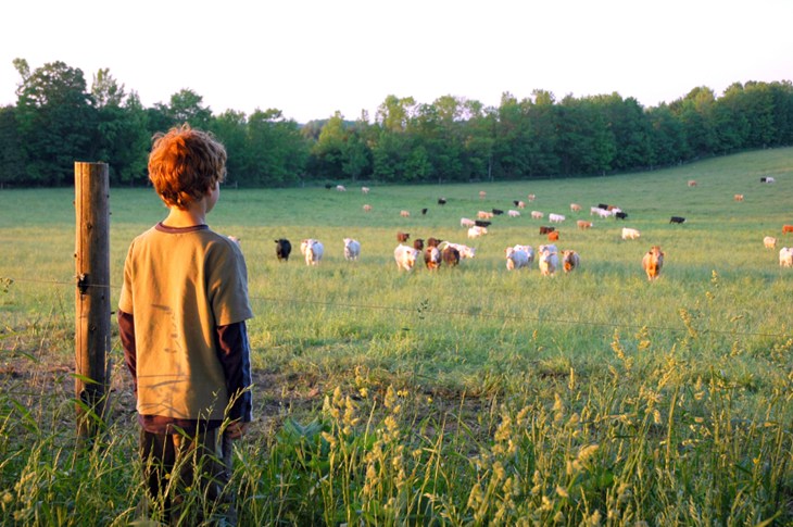 Un enfant qui regarde des vaches dans les prés