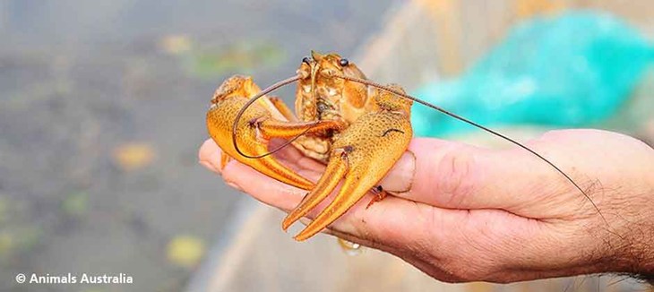 homard.jpg