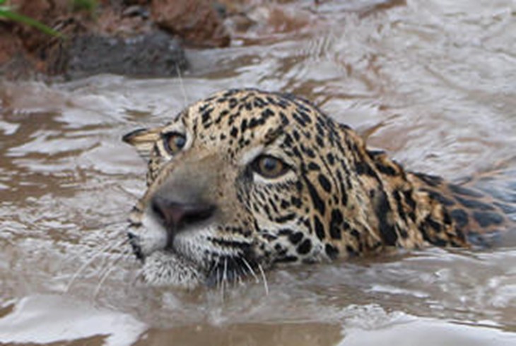 Jaguar swimming.jpg