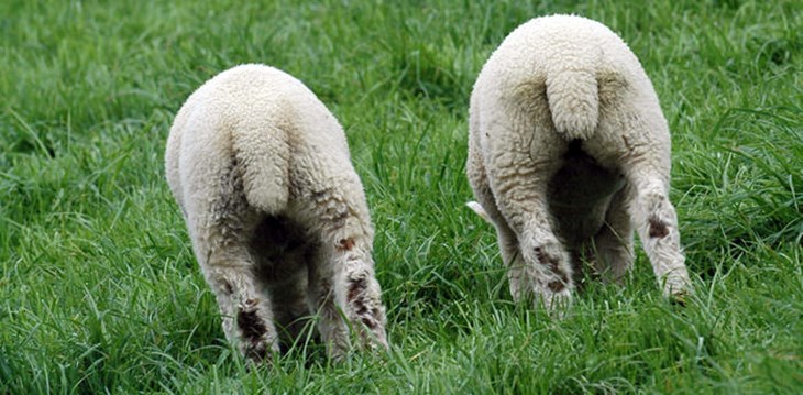 lambs with docked tails.jpg