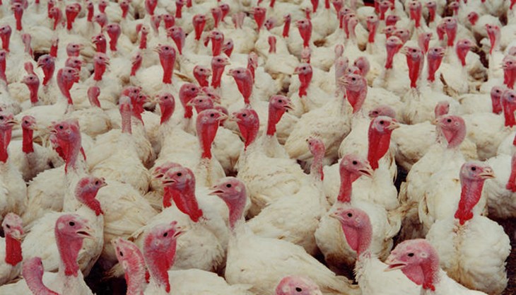 Intensive turkey farm.jpg