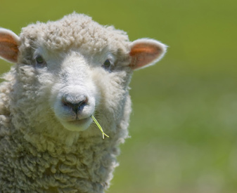 Sheep eating grass.jpg
