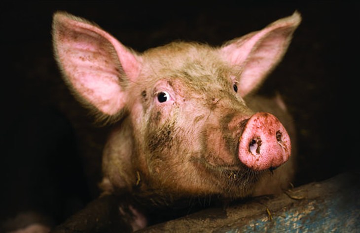 FF pig animal sentience.jpg