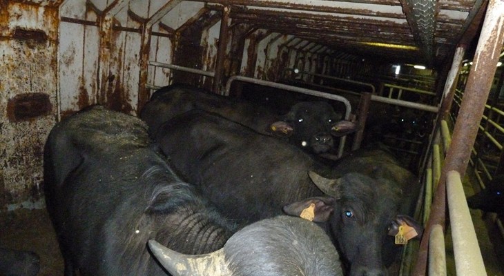 Vache dans cargo