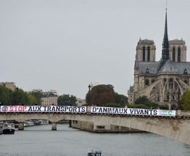 notre dame.jpg