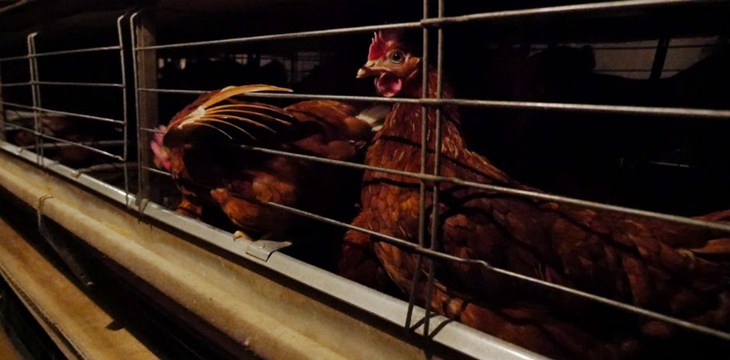 poules-cages-940.jpg