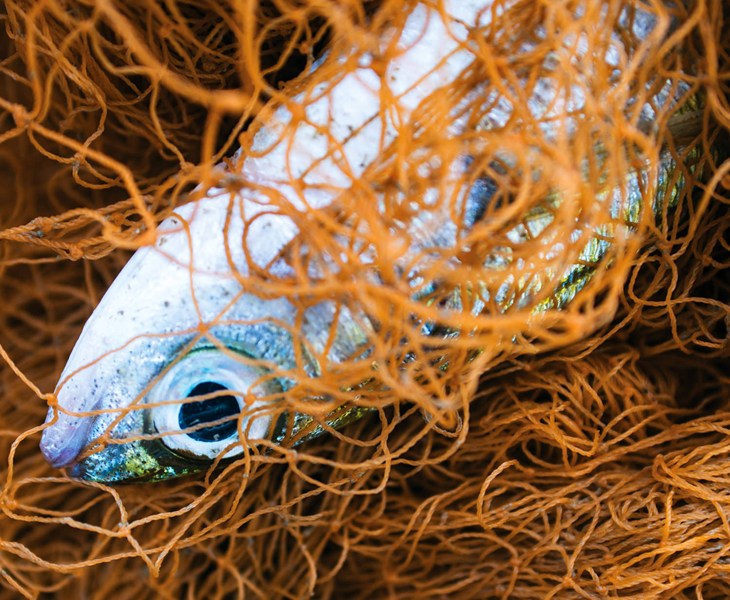 Petit poisson pris dans un filet de pêche