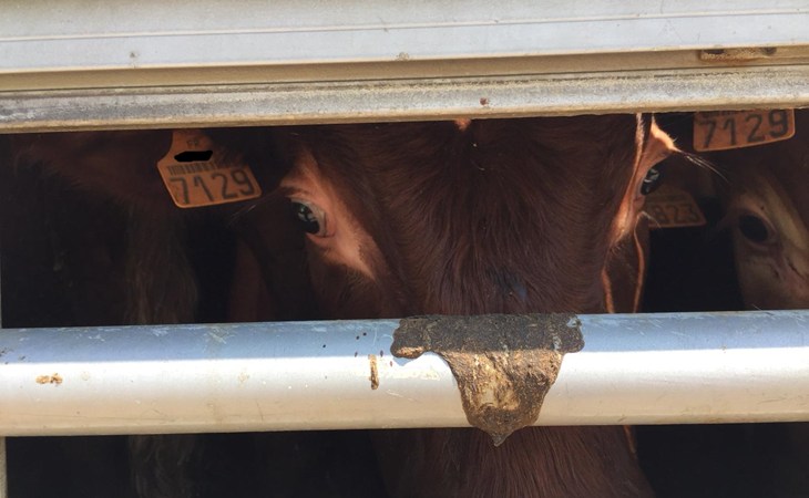 Animal dans camion 1floutee.jpg