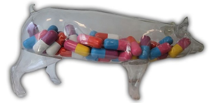 Cochon antibiotiques