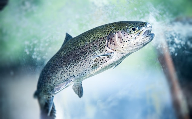1. Faire des vagues pour les poissons