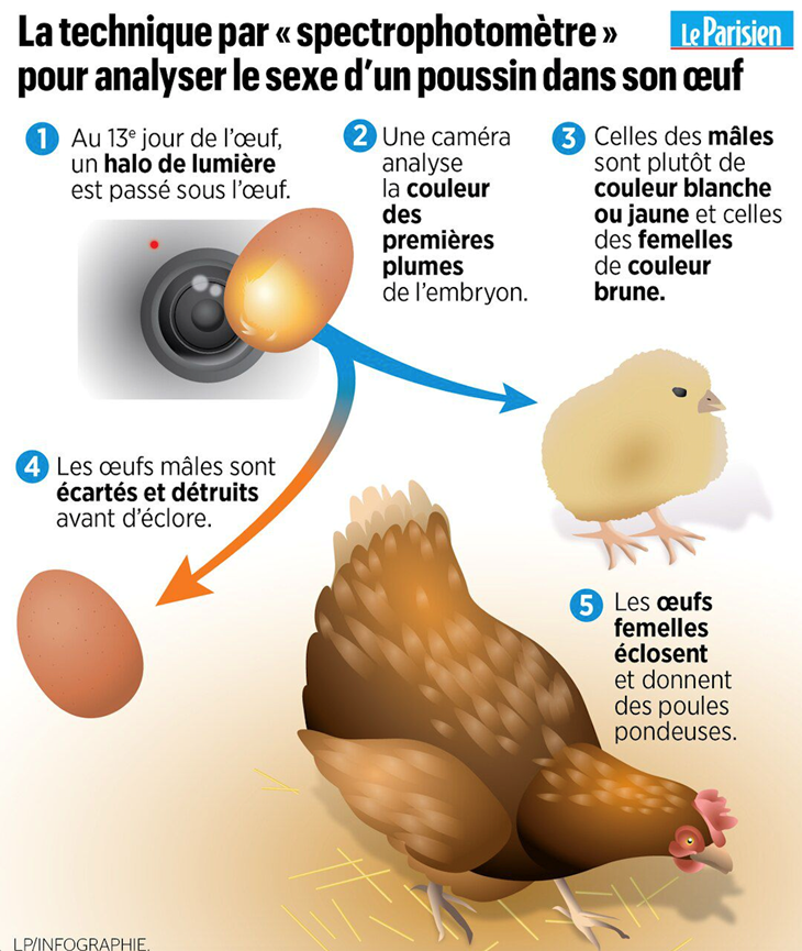 Infographie Sexage Le Parisien