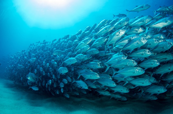 Poissons d'élevage dans un bassin