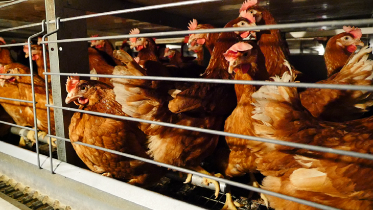 Poules pondeuses en cage