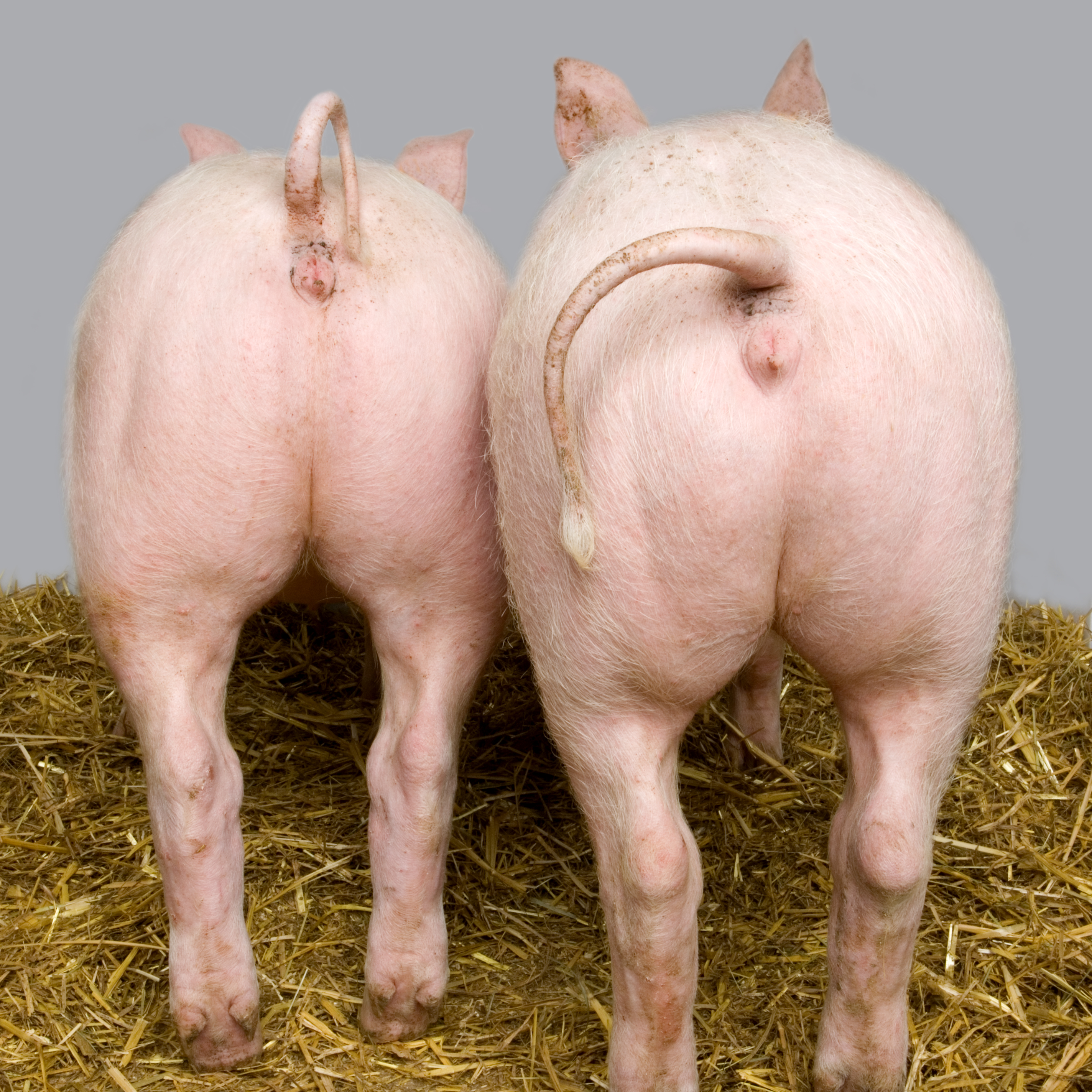 Queues des cochons : la France rappelée à l'ordre par l'UE