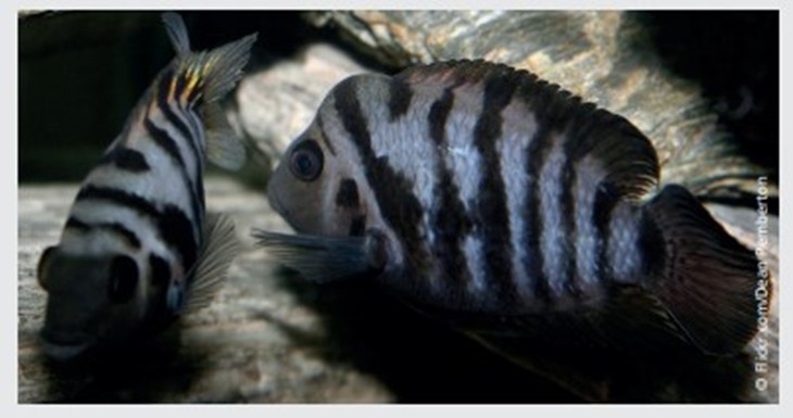 Cichlasoma Nigro