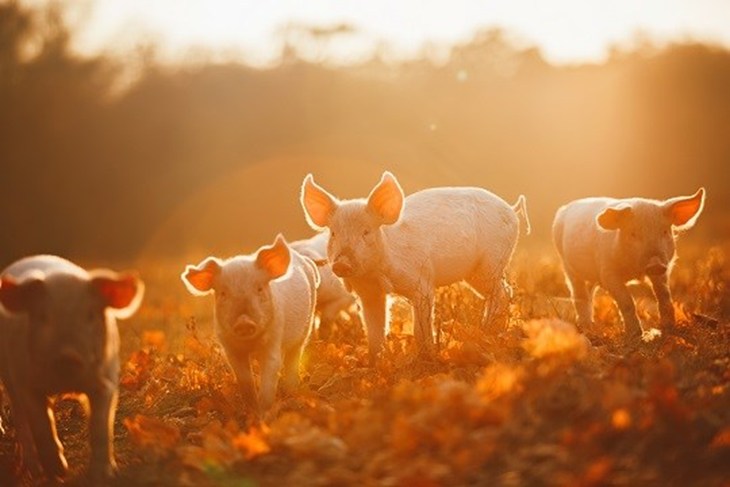 Cochons en liberté sous un soleil couchant