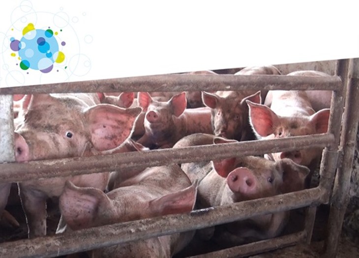 Crowded Pigs In Factory Farm Pen