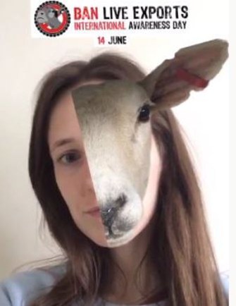 Filtre Mouton