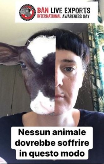 Filtre Veau