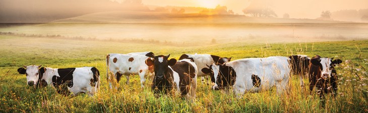 Cows In Field Sunset Banner