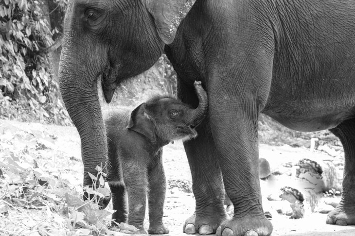 Sumatran Elephant And Baby Credit Philip J Lymbery 1