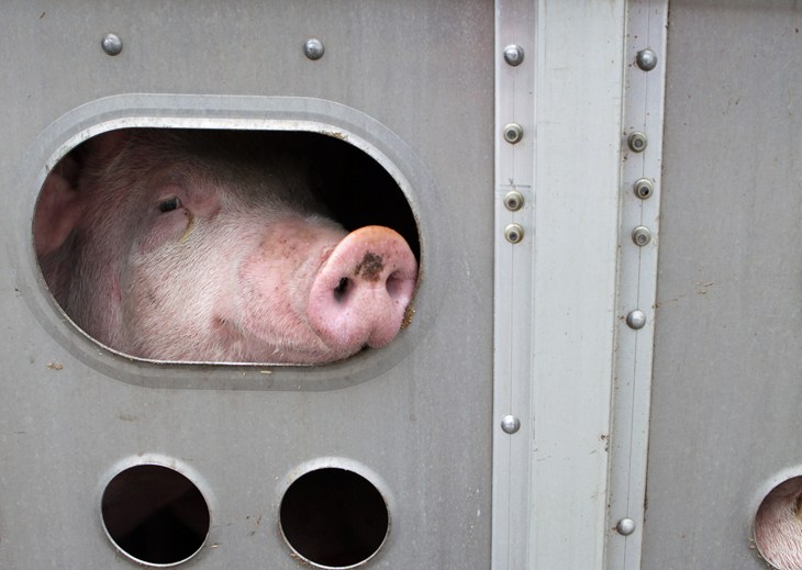 Cochon enfermé dans un camion