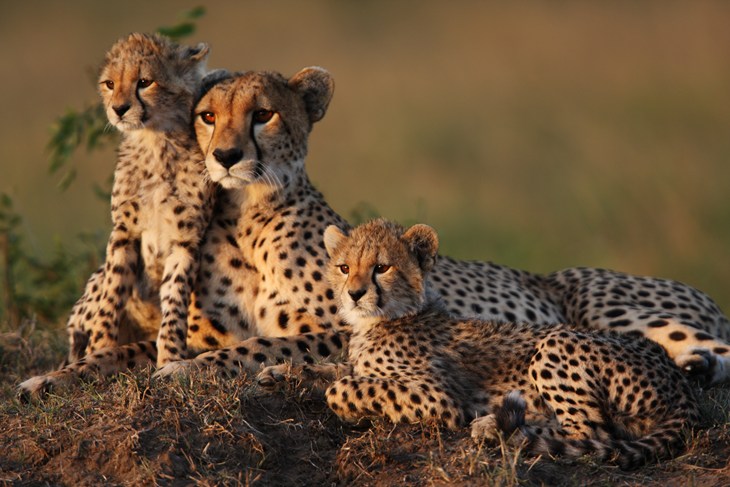 Mother Cheetah With Two 2 Month Old Cubs On A Termite Mound In The Masai Mara Credit GP232