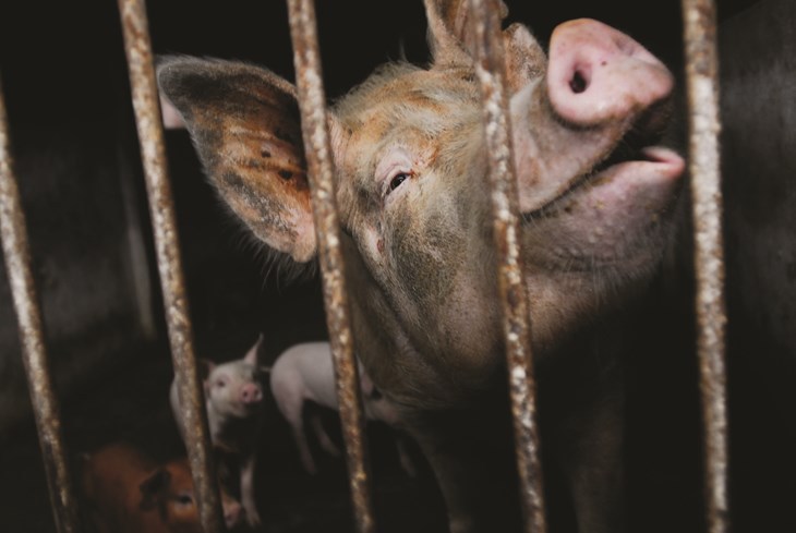 Face Of Sow In Barren Pen With Piglets Ciwfxiao Shibai