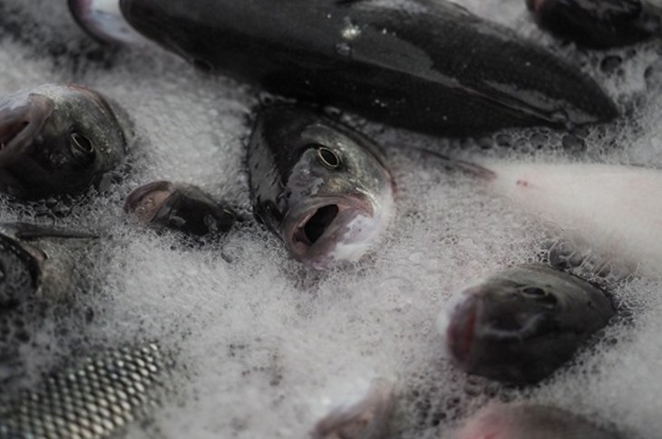 Poissons en train de suffoquer