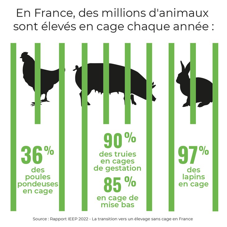 Infographie montrant le nombre d'animaux élevés en cage en France