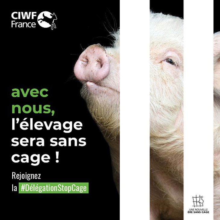 Illustration d'un cochon en cage avec écrit Avec nous, l'élevage sera sans cage ! Rejoignez la Délégation Stop Cage
