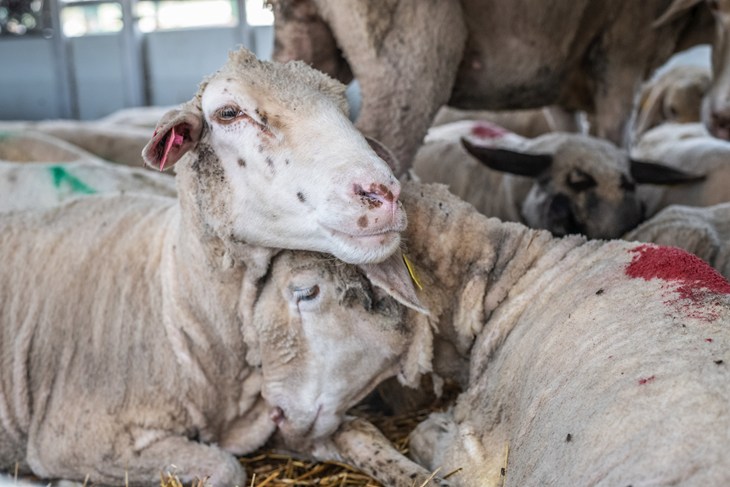 sheep during transport