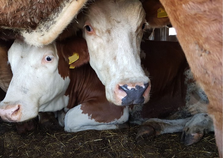 Cows Transport