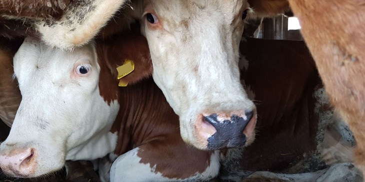 cows during transport
